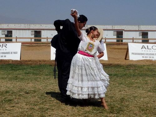 Peruvian Step Horse Show.